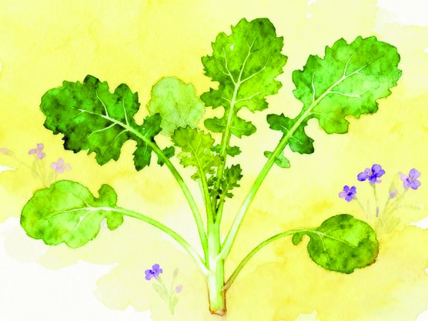 暖锅店里奇奇怪怪的蔬菜来袭，你吃过哪几种